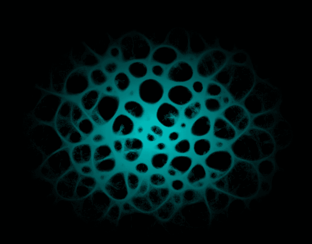 Physarum Simulation